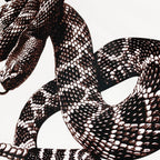 Amr Snake T-shirt